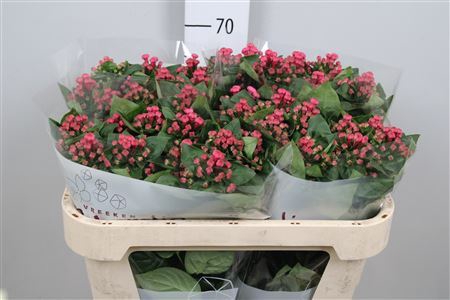 <h4>Bouvardia EN 'Royal Roza'</h4>