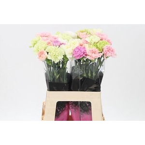Di St Mix Pastel