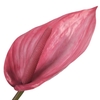 Anthurium Pink