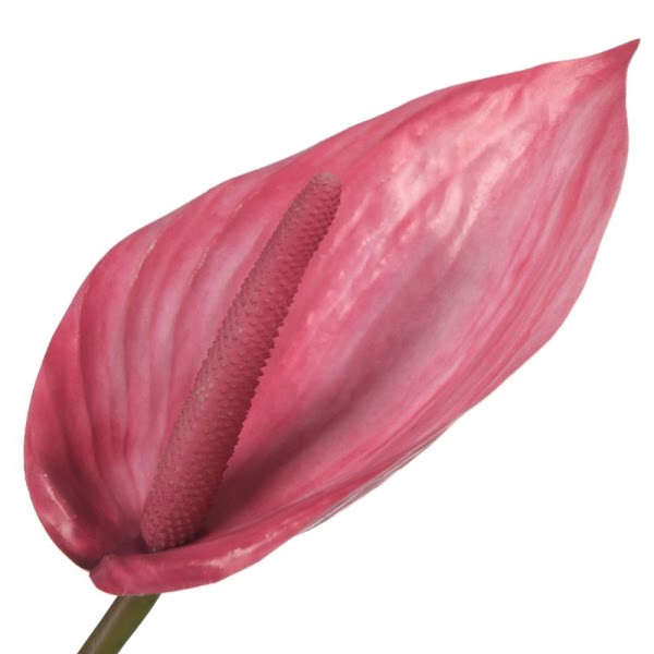 <h4>Anthurium Pink</h4>