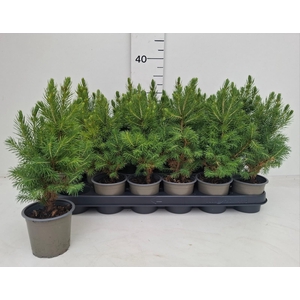 PICEA GL CONICA