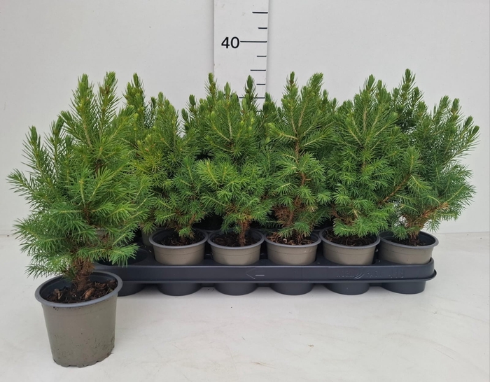 <h4>PICEA GL CONICA</h4>