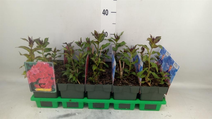 <h4>Phlox panic.   ...</h4>