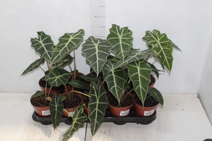 <h4>ALOCASIA AMAZONICA P12</h4>