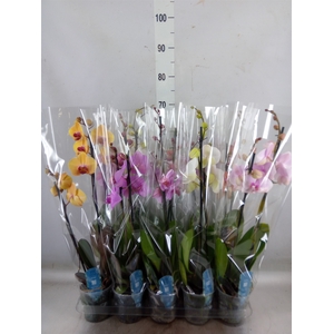 Phalaenopsis   ...mix  5
