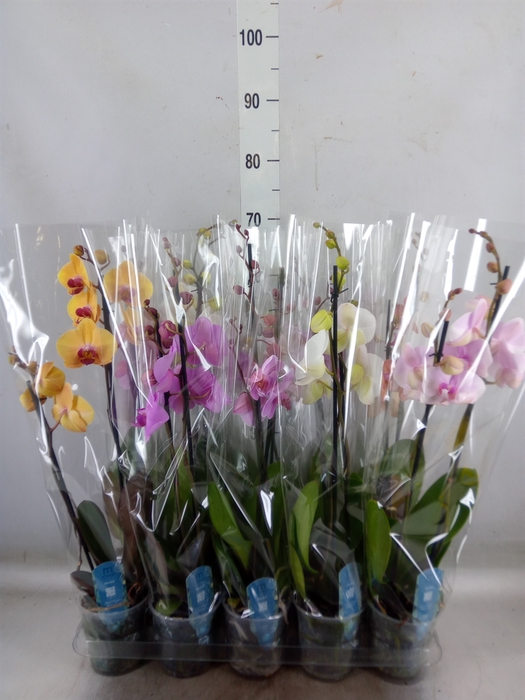 <h4>Phalaenopsis   ...mix  5</h4>