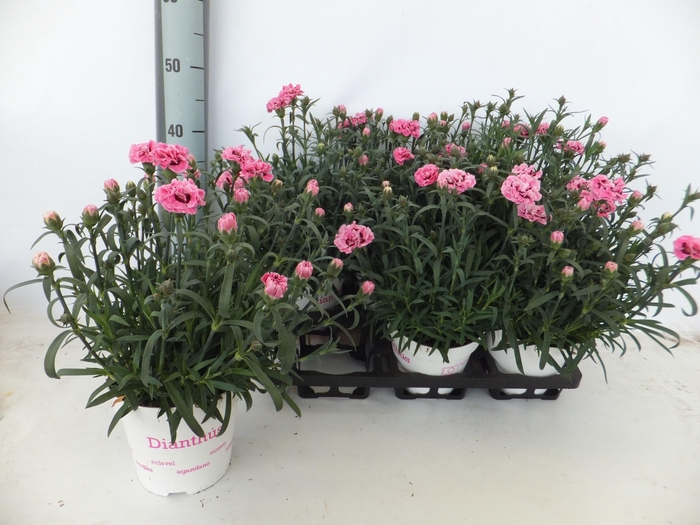 <h4>DIAN OVERIG</h4>