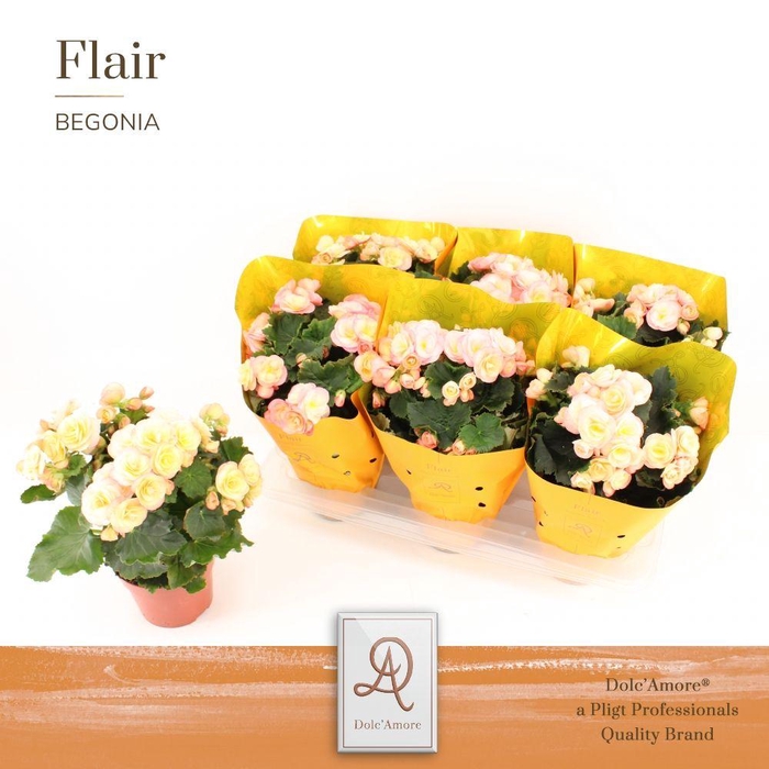 <h4>Begonia Hailey sunset P14 Dolc'Amore® Flair Metallic</h4>