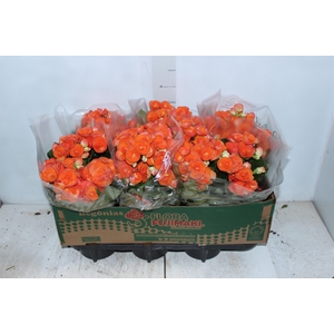 BEGONIA P15 LARANJA