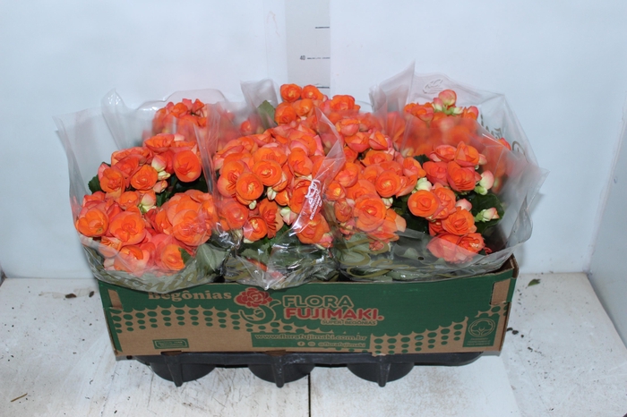 <h4>BEGONIA P15 LARANJA</h4>