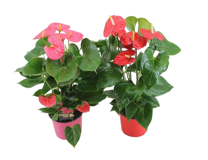 <h4>Anthurium Flamingo mix 17cm rood-roze</h4>