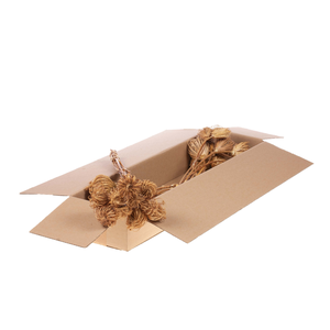 Ammi Majus Sb Natural