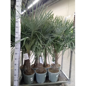 Trachycarpus fortunei