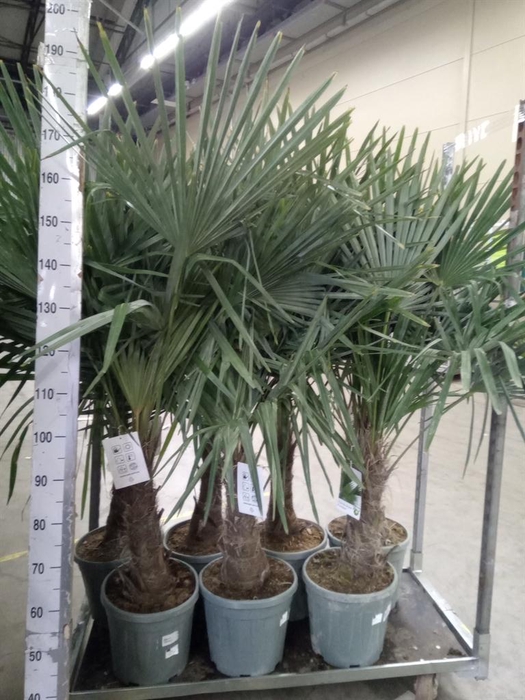 <h4>Trachycarpus fortunei</h4>