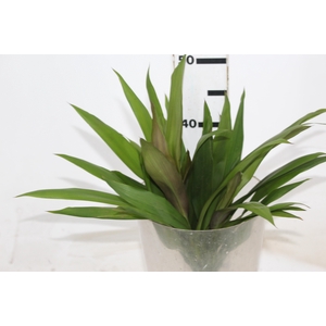 FOLH DRACENA POA FOLHA FINA