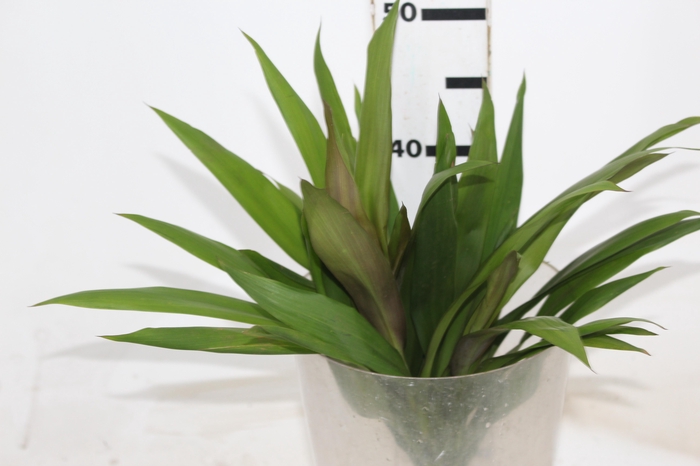 <h4>FOLH DRACENA POA FOLHA FINA</h4>