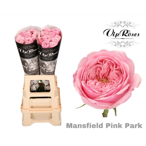 R KL PINK MANSFI PARK x20