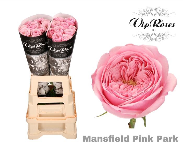 <h4>R KL PINK MANSFI PARK x20</h4>