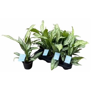 Aglaonema commutatum 'Silver Queen'