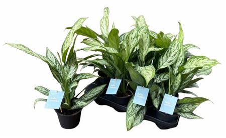 <h4>Aglaonema commutatum 'Silver Queen'</h4>