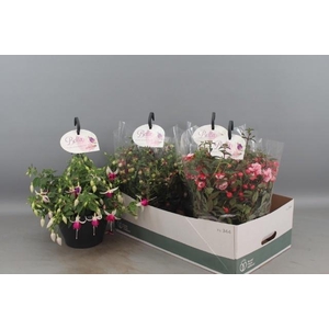 FUCHSIA B F HANG GEM