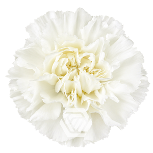 CARNATION COCUY WHITE Tessa