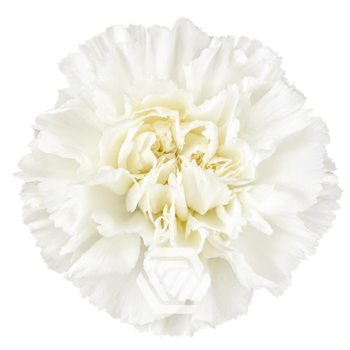 <h4>CARNATION COCUY WHITE Tessa</h4>
