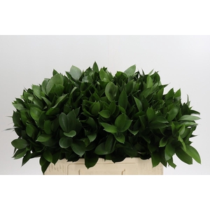 Ruscus Hypophyllum