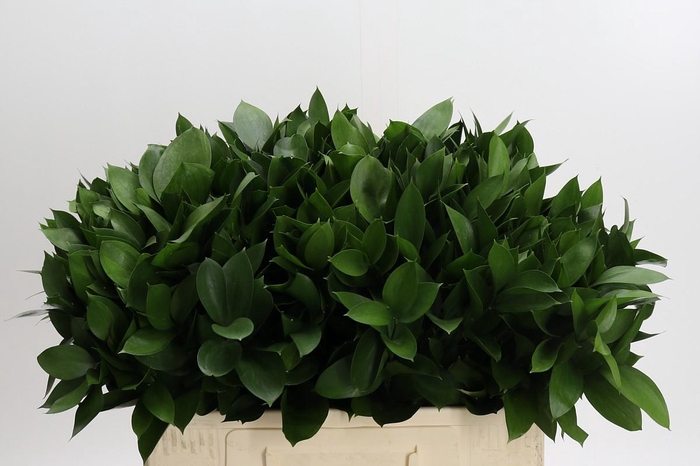 <h4>Ruscus Hypophyllum</h4>