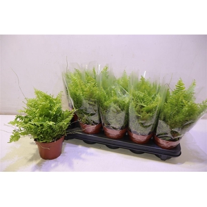 arr8 Nephr Ex Bos Bl Bell