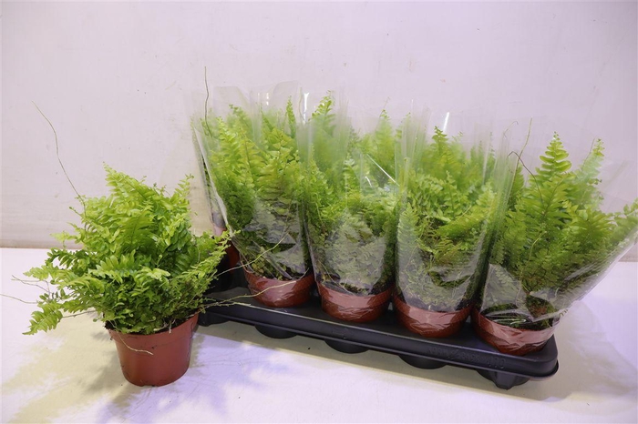 <h4>arr8 Nephr Ex Bos Bl Bell</h4>