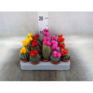 Cactus   ...decorated