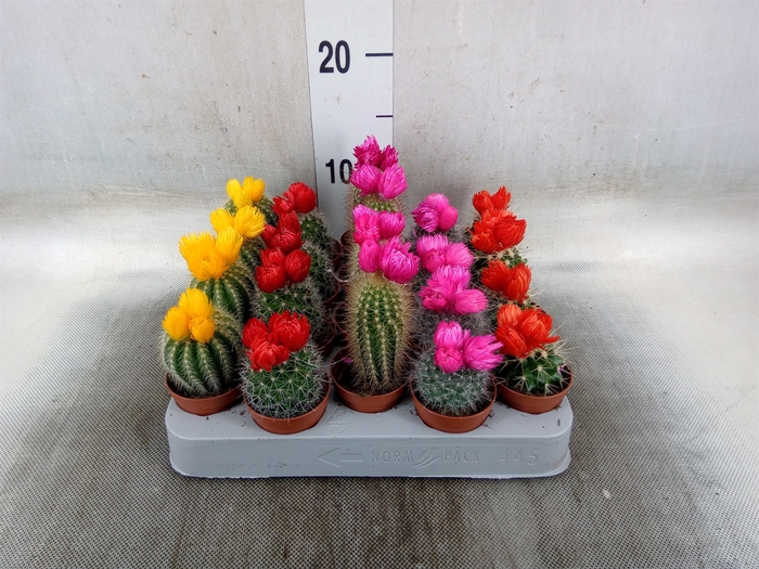 <h4>Cactus   ...decorated</h4>