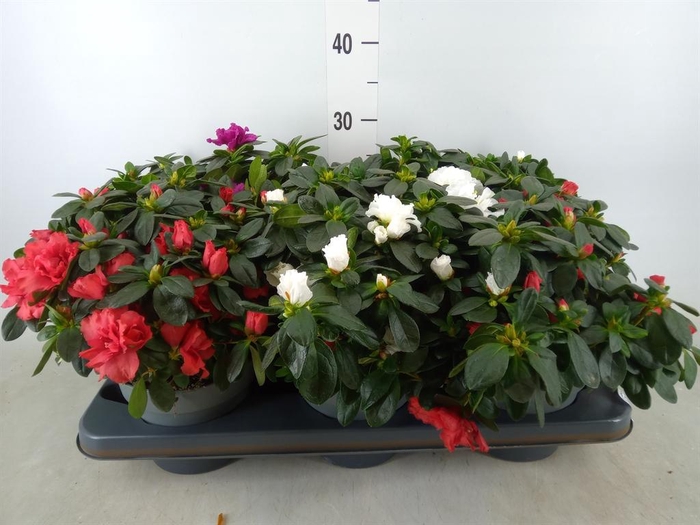 <h4>Rhododendron sim. ...mix</h4>