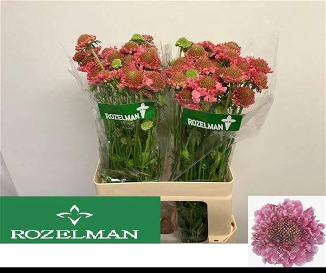 <h4>SCAB AT CANDY SCOOP</h4>