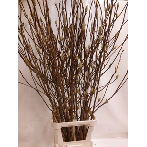 MAGNOLIA GRANDIFLORA