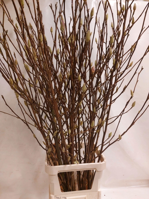 <h4>MAGNOLIA GRANDIFLORA</h4>