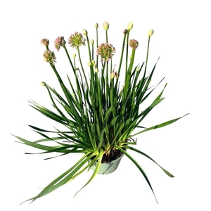 Droge bollen Allium (bol)