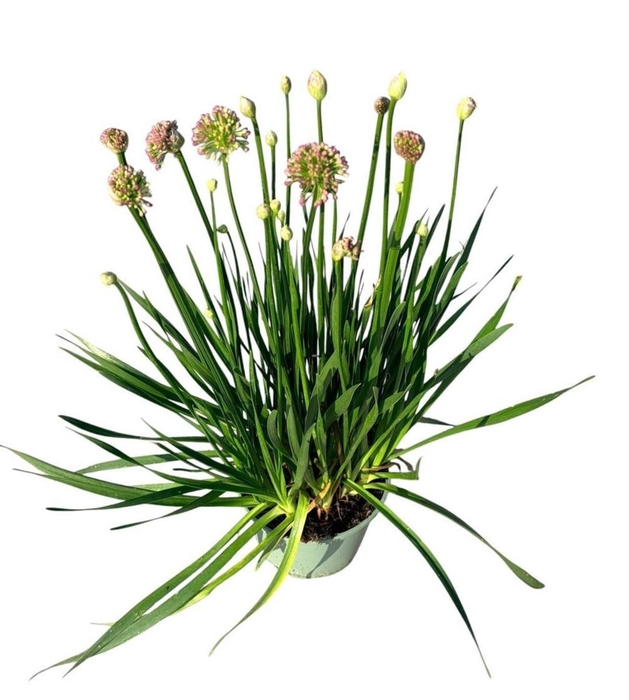 <h4>Droge bollen Allium (bol)</h4>