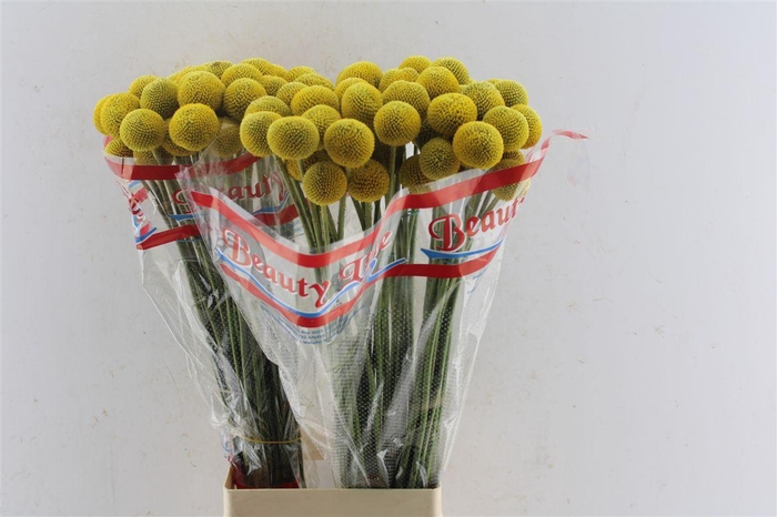<h4>Craspedia Paintball Pop</h4>