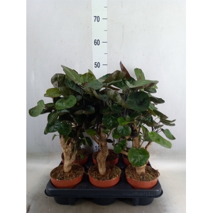 Polyscias scutellaria 'Fabian'