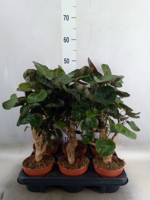 <h4>Polyscias scutellaria 'Fabian'</h4>