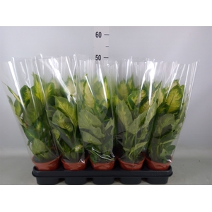 Dieffenbachia  'Camilla'