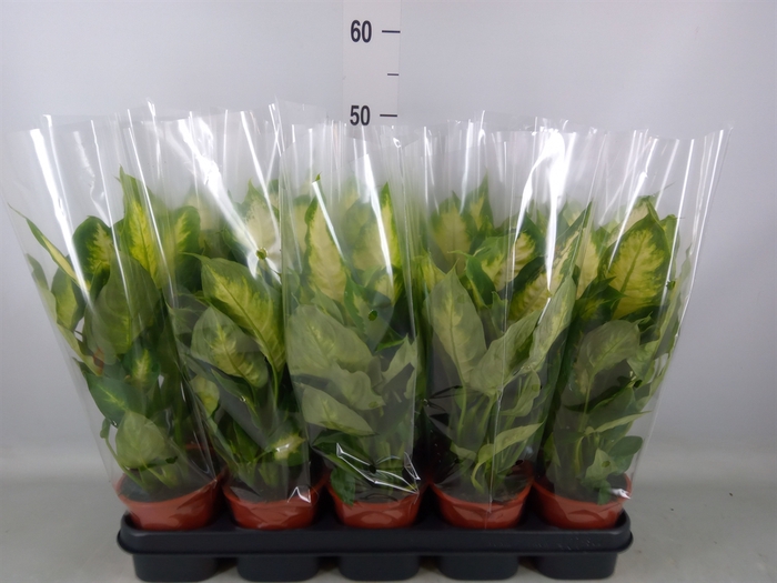 <h4>Dieffenbachia  'Camilla'</h4>