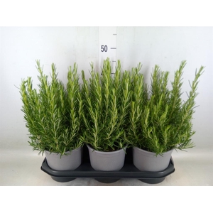 Rosmarinus offi.   ...