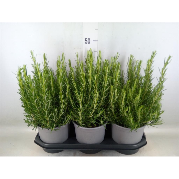 <h4>Rosmarinus offi.   ...</h4>