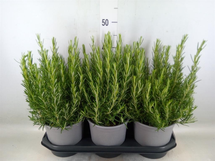 <h4>Rosmarinus offi.   ...</h4>