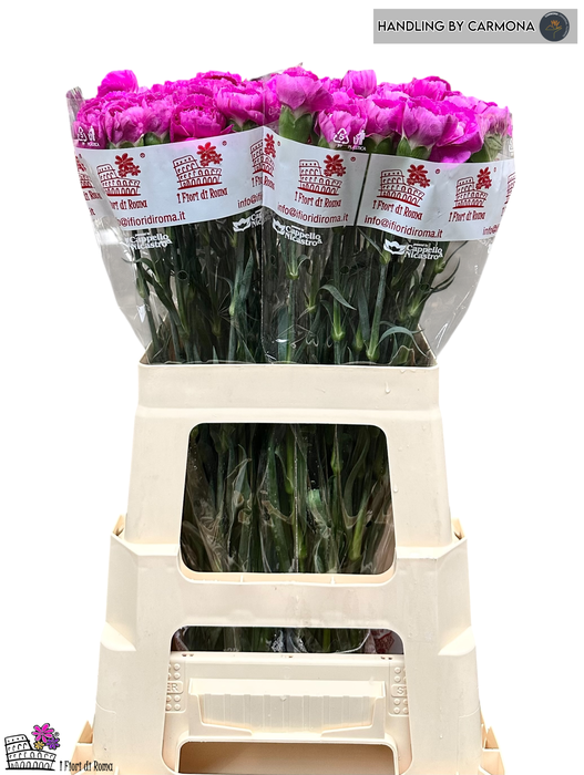 <h4>DI ST HAPPY GEMA</h4>