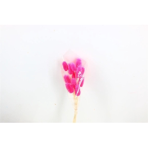 Pres Cardo Mini 12pcs D Pink Bunch