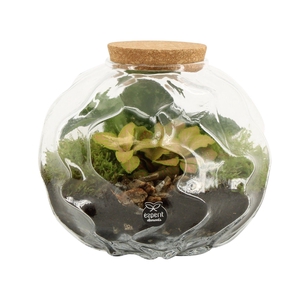 90675: Terrarium arrangement